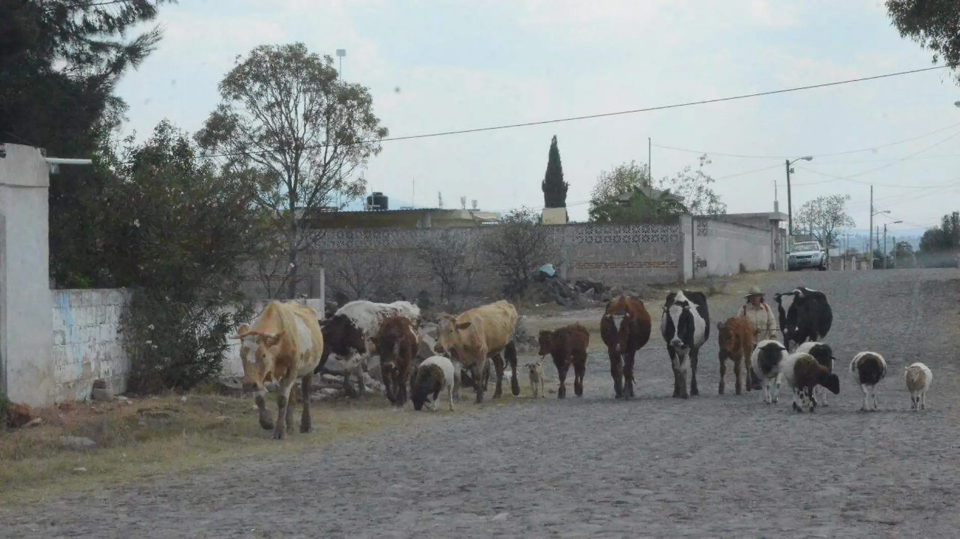 Ganaderos de San Juan del R_o han recibido apoyo del Gobierno Estatal para suplemento